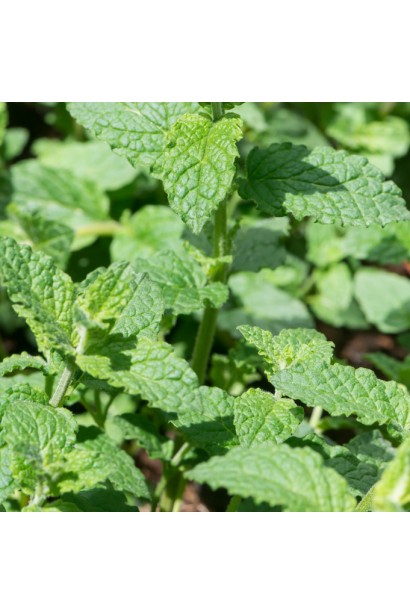 М’ята полунична Альмера листя